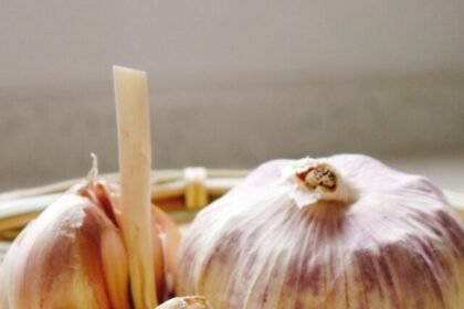 Garlic