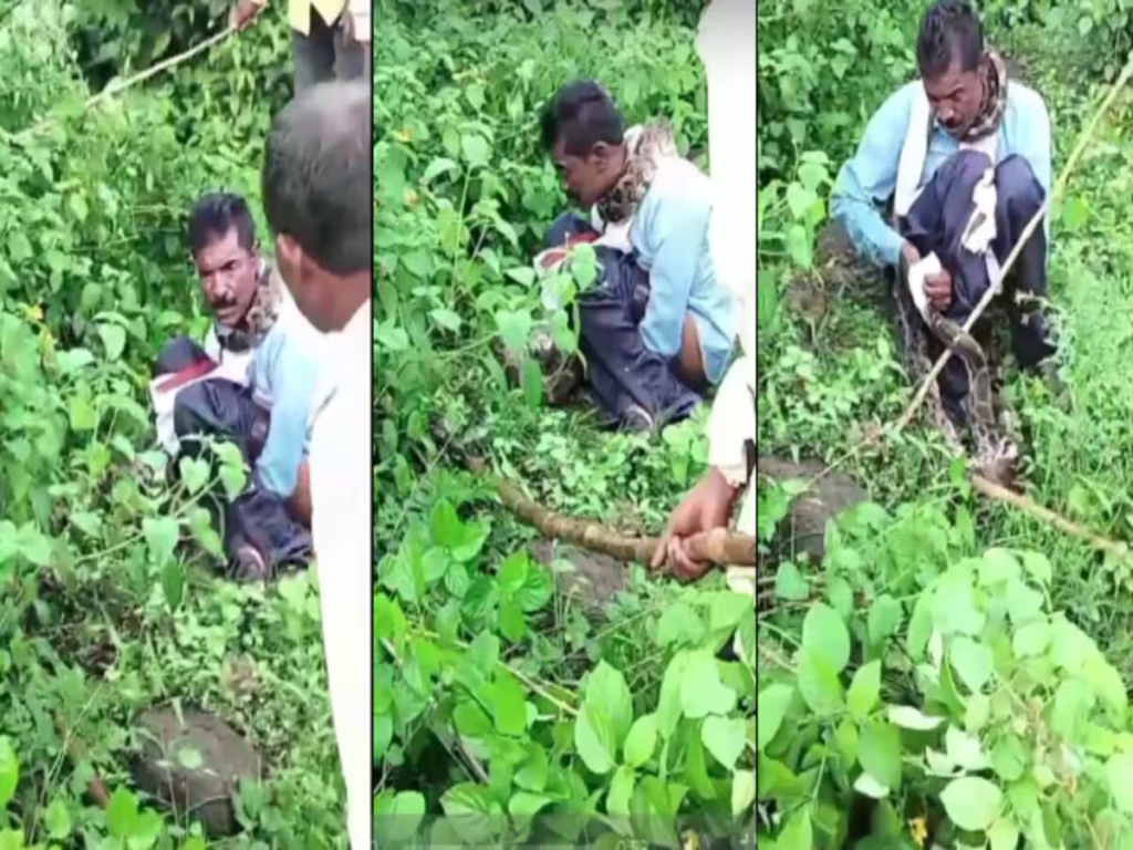 शौच कर रहे आदमी को अजगर ने जकड़ कर निगलने जा रहा था तभी हुआ चम्तकार। Python Attack In MP