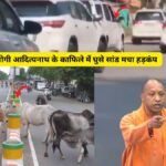 जब मुख्यमंत्री योगी के गाड़ी के सामने आये छुट्टा जानवर जाने फिर क्या हुआ ?