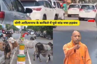 जब मुख्यमंत्री योगी के गाड़ी के सामने आये छुट्टा जानवर जाने फिर क्या हुआ ?