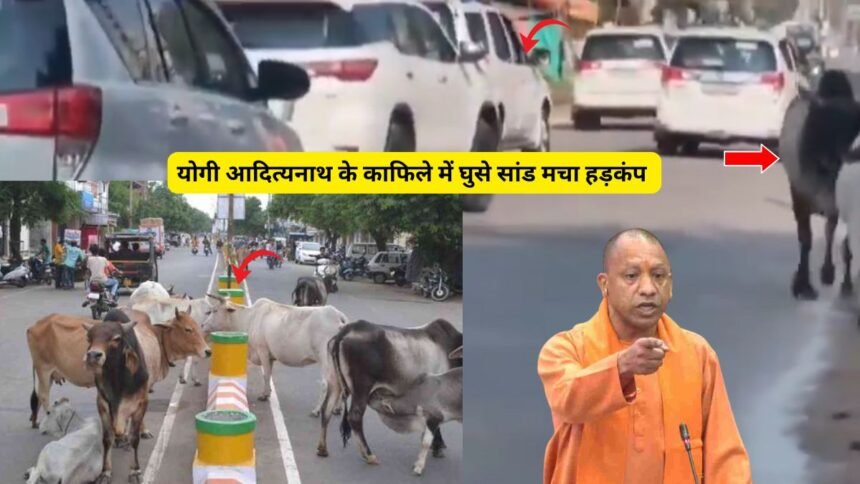 जब मुख्यमंत्री योगी के गाड़ी के सामने आये छुट्टा जानवर जाने फिर क्या हुआ ?